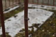 Cauquigny Church bullet in railings